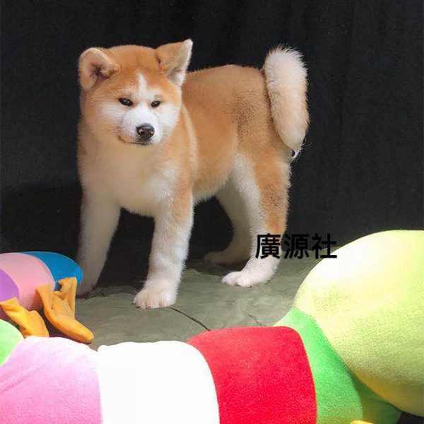 广州专业美系秋田犬犬舍生产厂家
