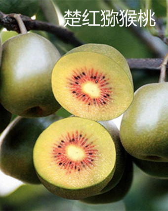 重庆优质明日见苗价格-稀优种苗网