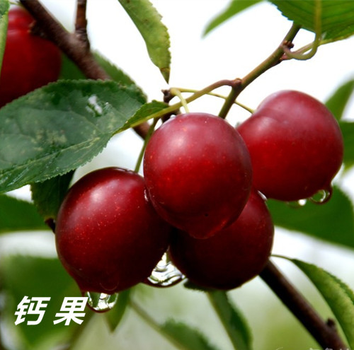 贵州推荐明日见苗价格-稀优种苗网