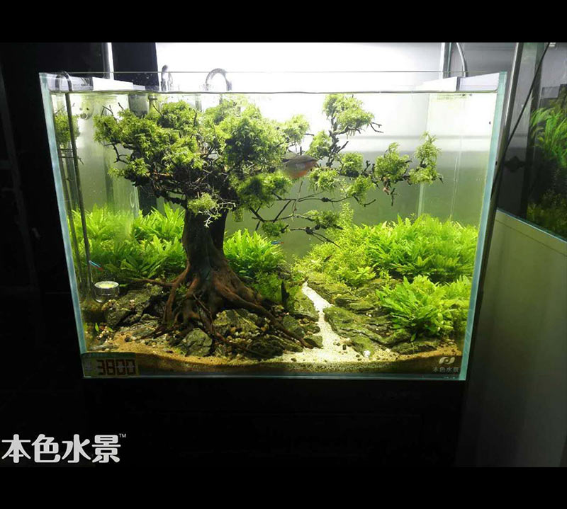 水草缸造景