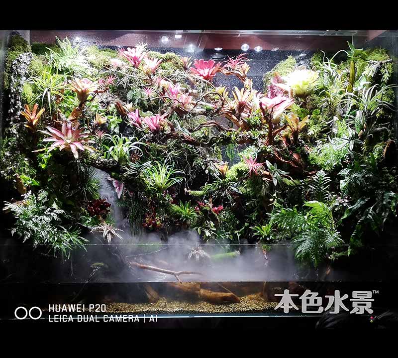 生态雨林缸