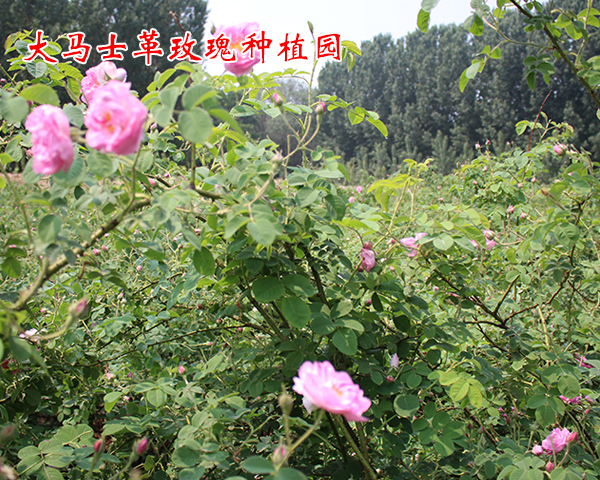 江西求购玫瑰花种植-大马士革玫瑰种植