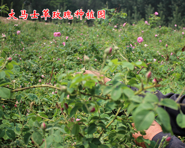 上海出售大马士革玫瑰花纯露价格-大马士革玫瑰种植