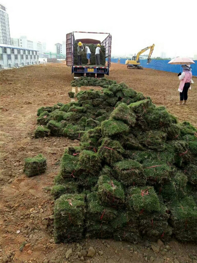 梧州优质庭院草皮种植