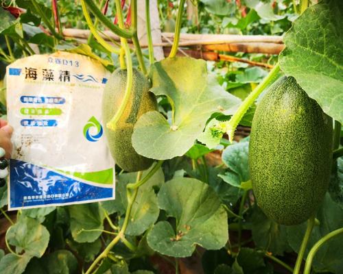 昌乐大姜特种肥料-信息-艾格凯瑞农业科技-盐城新闻网