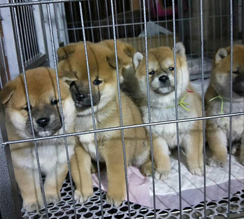 广东可爱左岸国际犬舍基地-左岸柴犬基地