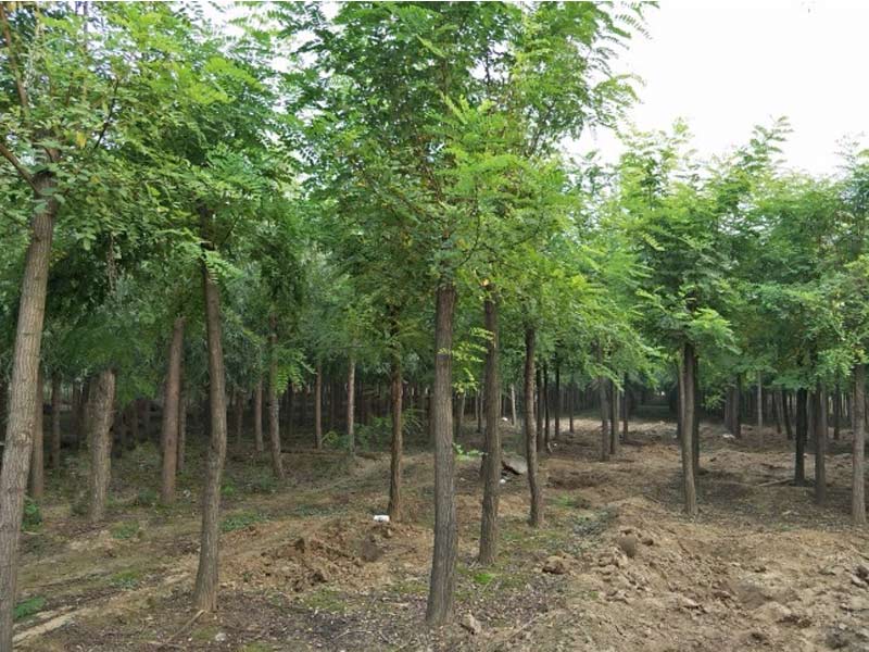 绛县南方高速公路绿化苗木大全