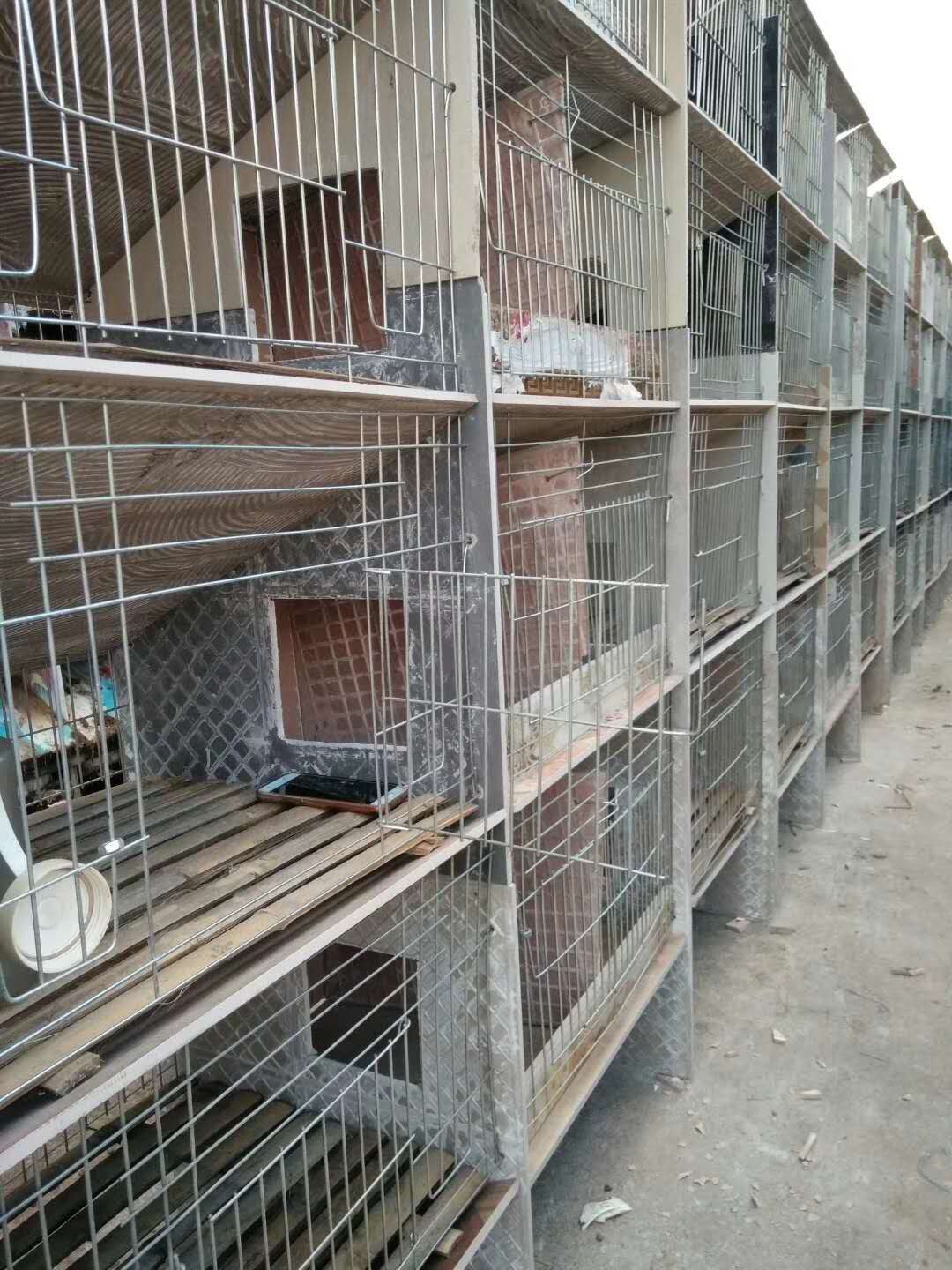 陕西 购买 瓷砖商品兔笼根据兔舍跨度大小和舍内通风设施情况,可设单