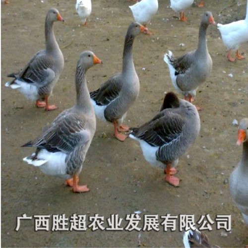07d99dcfa6wlrf9t.jpg
