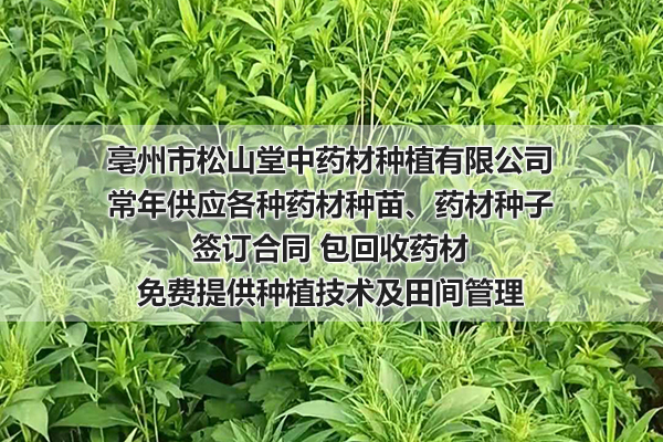 江西药材种植与回收多少钱