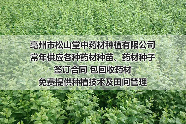 山西求购桔梗种植基地