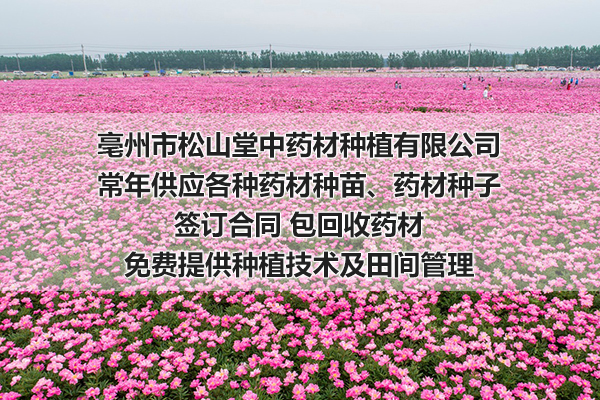 山西哪里有中药材种植品种批发
