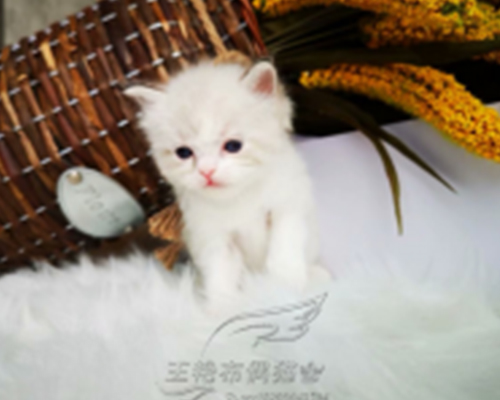 abcc65c36czzb7bq.jpg