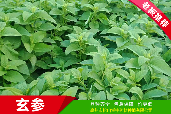 玄参种植