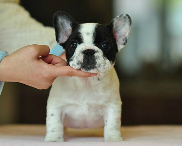 安徽雪纳瑞幼犬