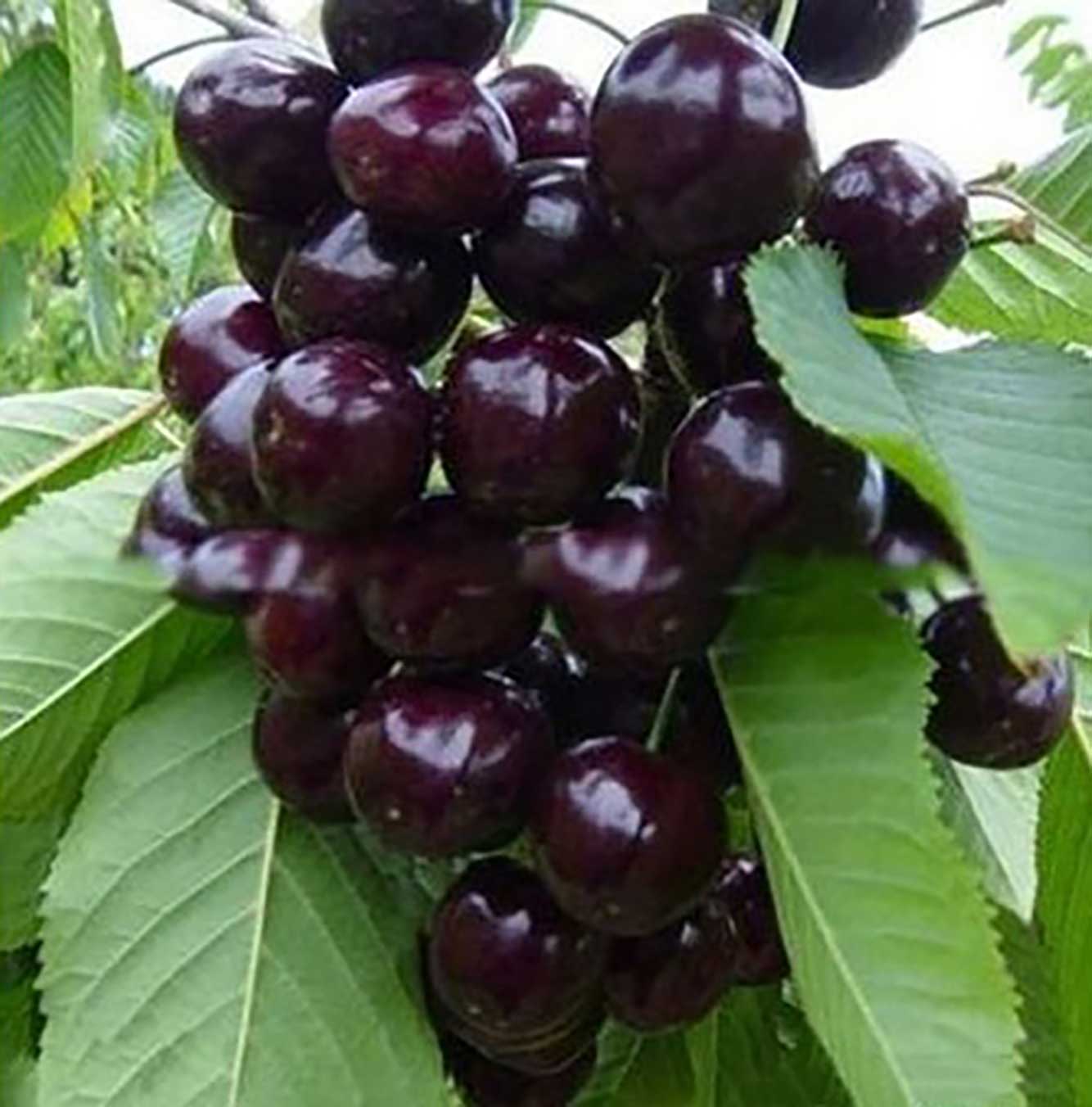 黑珍珠大樱桃价格