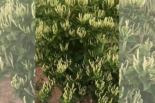a510141e451kvxtk.jpg