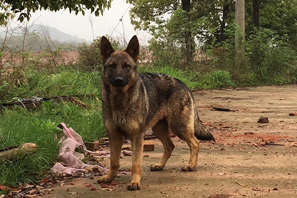 【训犬员】恩施训犬员_恩施训犬员视频-武汉猎豹犬业