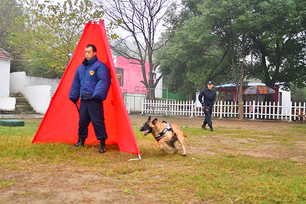 黄州工作犬收费标准