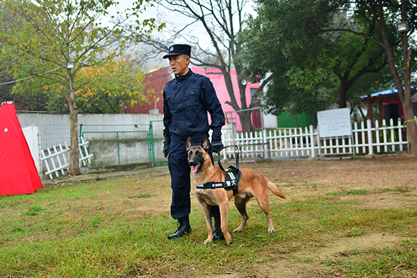 训犬_合肥专业训犬培训-武汉猎豹犬业-大拇指商务网