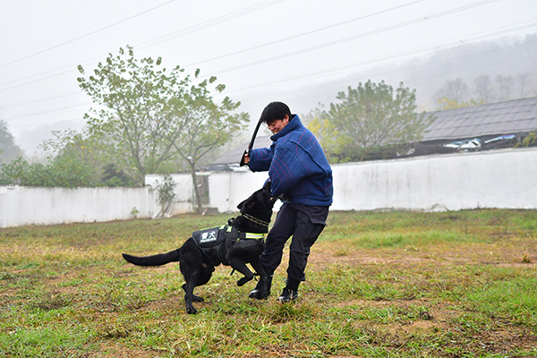 恩施狗行为训练-武汉猎豹犬业