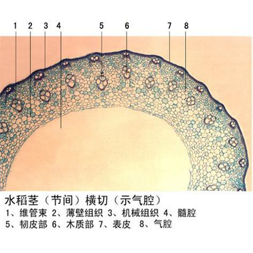 襄阳15片木质切片盒多少钱