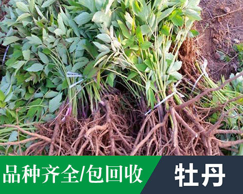 牡丹种苗