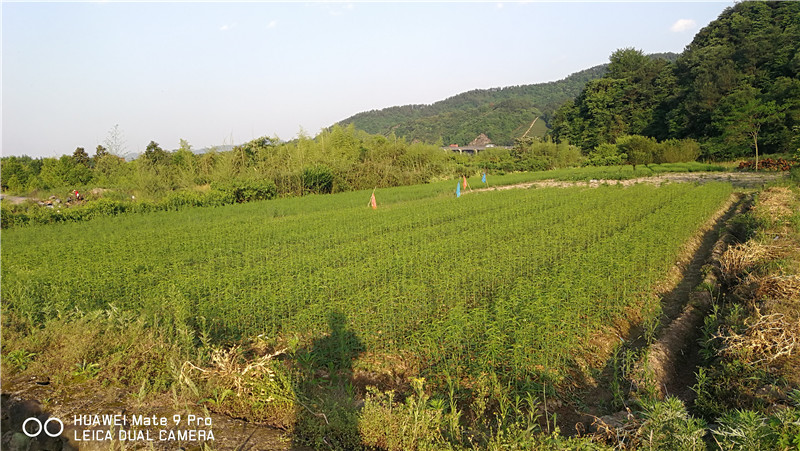 天长毛桃苗农场