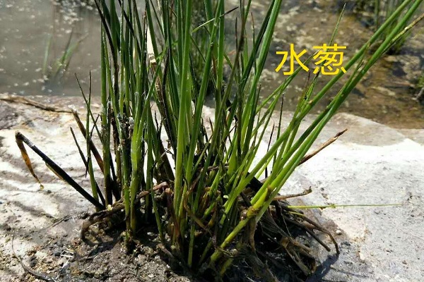 大连香菇草批发