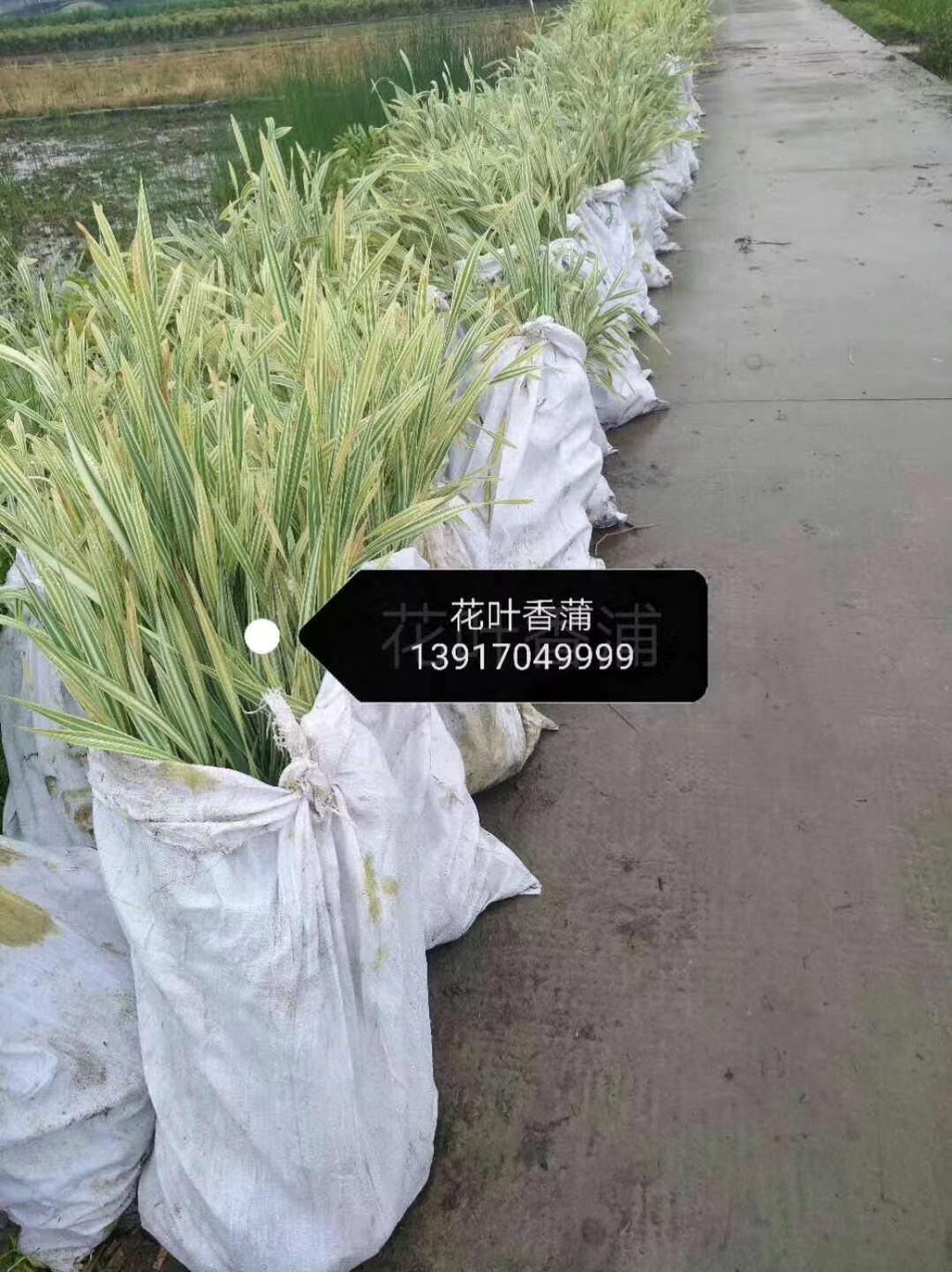 嵊州睡莲红花价钱