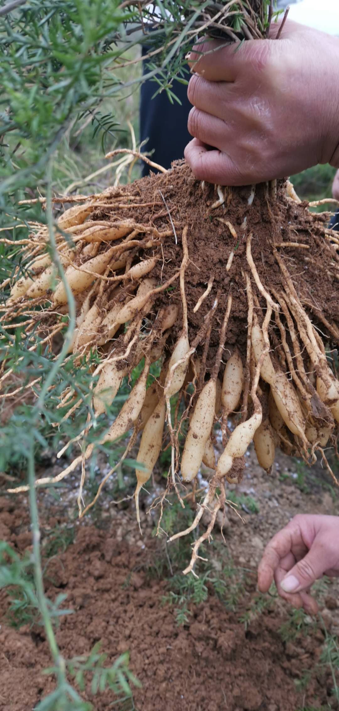 价天门冬埋栽时如果当地正赶上雨季,可以不用浇水,否则要及时浇活根水