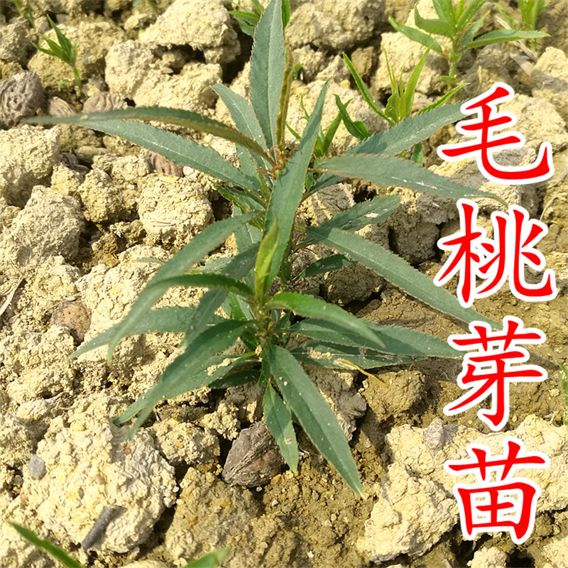 天长毛桃苗农场
