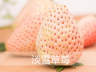 北京优质淡雪草莓种苗批发
