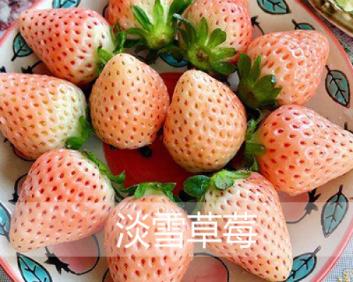 四川正宗红花草莓育苗土特点