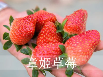 云南优质红颜草莓种苗发展趋势