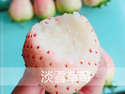 黑龙江正宗日本甜查理草莓特点