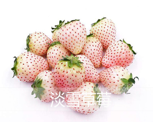 山东优质日本草莓种苗哪里好