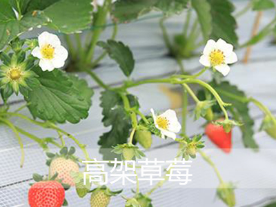 福建优质淡雪草莓种苗哪里好