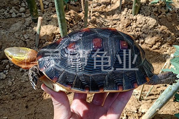 南京印度星龟市场大青龟交易