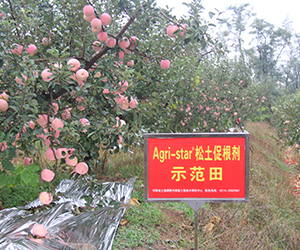 盆栽土壤板结怎么处理 52599e49f3efzvxc.jpg