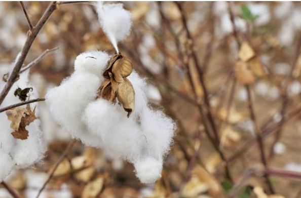 合肥手工棉花被哪家好,手工棉絮生产厂家