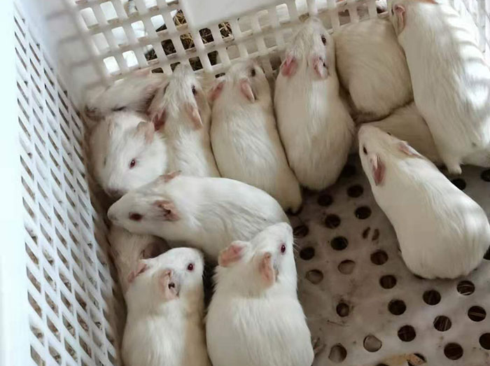 海南实验白豚鼠养殖场简介,白豚鼠收购厂