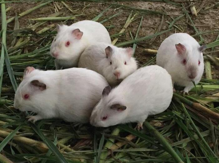 江苏实验白豚鼠养殖技巧厂家,白豚鼠出售