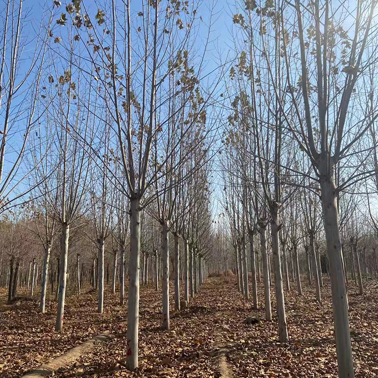 乳山法桐小苗基地