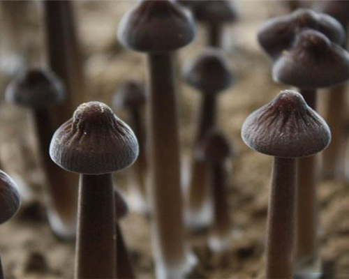 东城菌菇多少钱一斤,菌类栽培