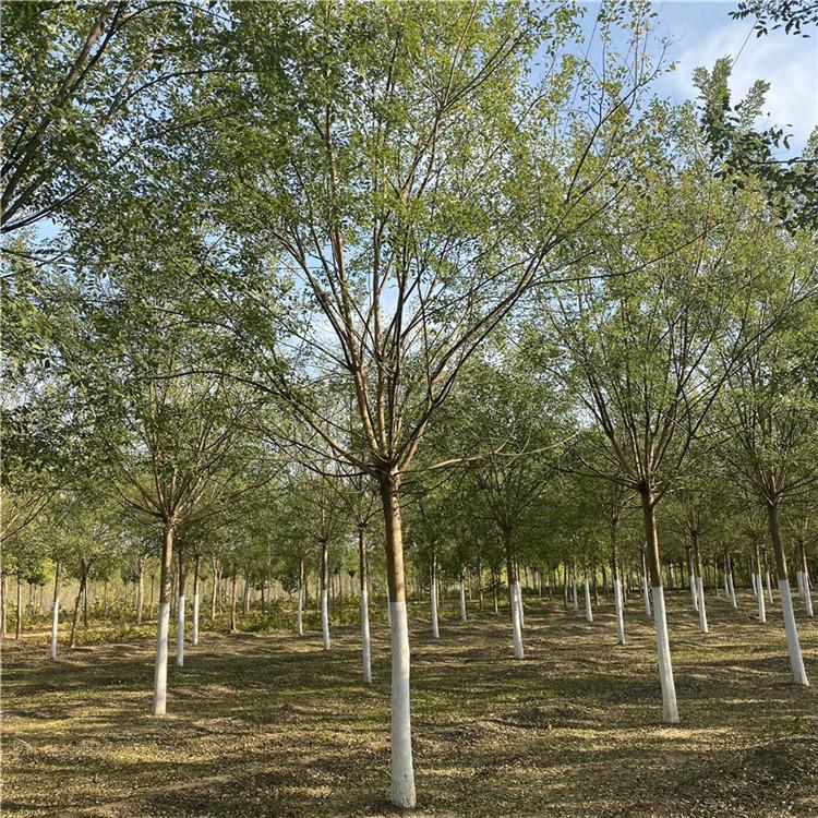 邢台速生国槐种植,国槐树苗基地