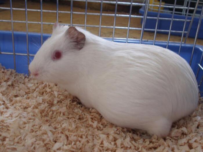 贵州实验白豚鼠图片批发,大规模养殖白豚鼠出售