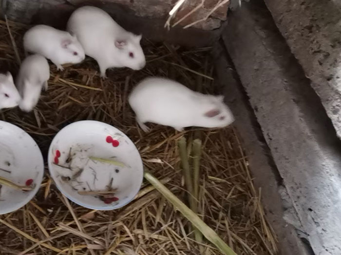 江陵实验白豚鼠养殖培训视频,白豚鼠养殖和管理环境