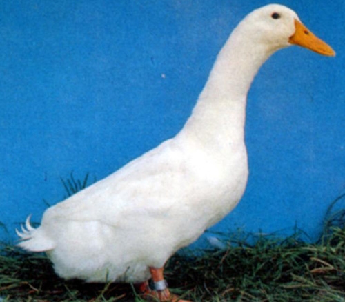 b6f05a2317uvvfl6.jpg