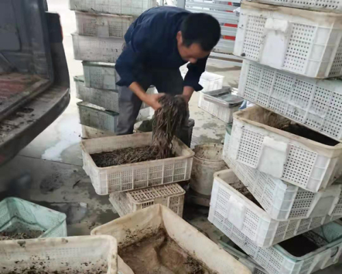 孟州野生蚯蚓回收厂家